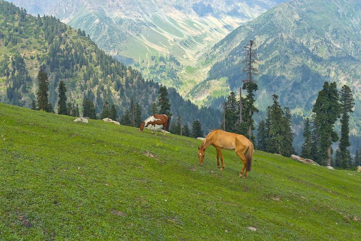J&K Government Introduces New JKAS Probation & Exam Rules 2026: Seven Papers, 50% Pass Mark Mandatory