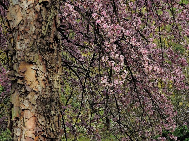 Shillong Cherry Blossom Festival Announces 2026 Lineup