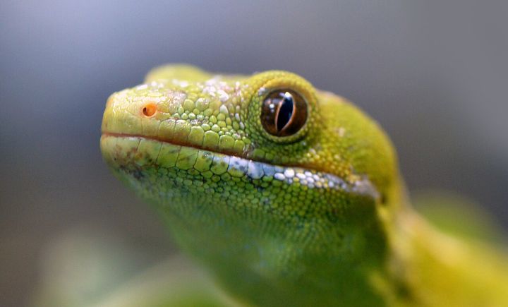New Gecko Species Discovered in Dima Hasao